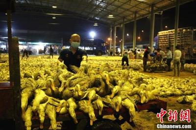 中元节广西民众“专宠”鸭子，鸭市销售行情火爆