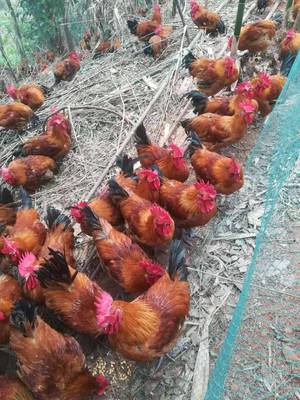 批发本地乌骨鸡苗 您养殖，我销售，共创家禽销售新机遇