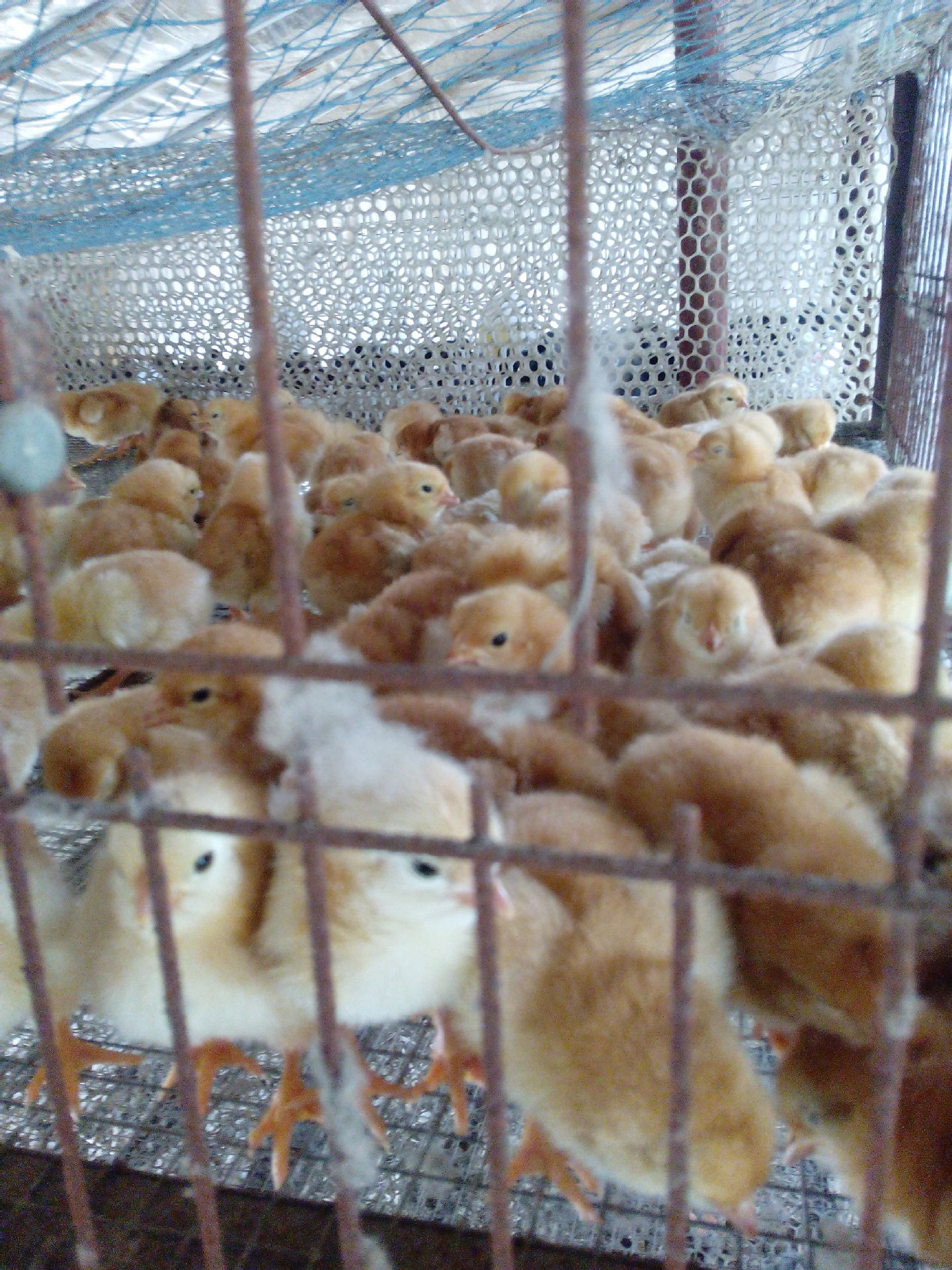 广东红公鸡苗与笨鸡苗家禽销售解析