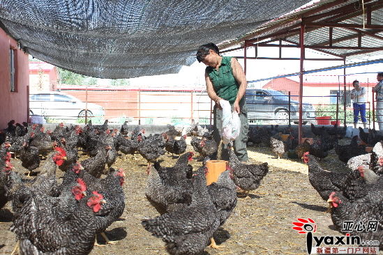 乌苏市夹河子乡军丽畜禽养殖合作社 养鸡产业助推家禽销售效益可观