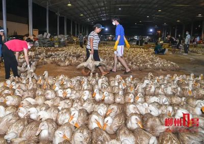 火爆！日销量8万只！商家忙到深夜店主直喊累，家禽销售迎井喷，网友齐问 要涨价了吗？