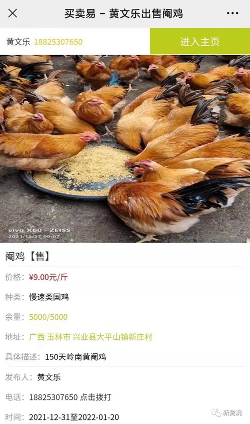 每斤1.88元！该品类国鸡价格逆势上涨，投苗算算账了吗？丨买卖易家禽销售
