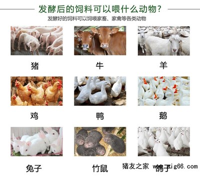 发酵潲水喂猪EM菌液与家禽销售渠道介绍