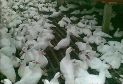 家禽业的难兄难弟 广西毛鸭价格暴跌至白菜价探析