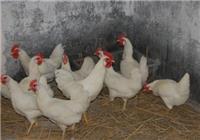 淅川县生猪及家禽专业养殖与销售发展探析