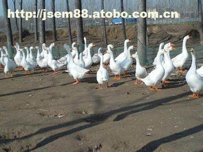 2001年家禽价格趋势与供应商分析——以东海县平明镇华诚生态鹅苗场为例