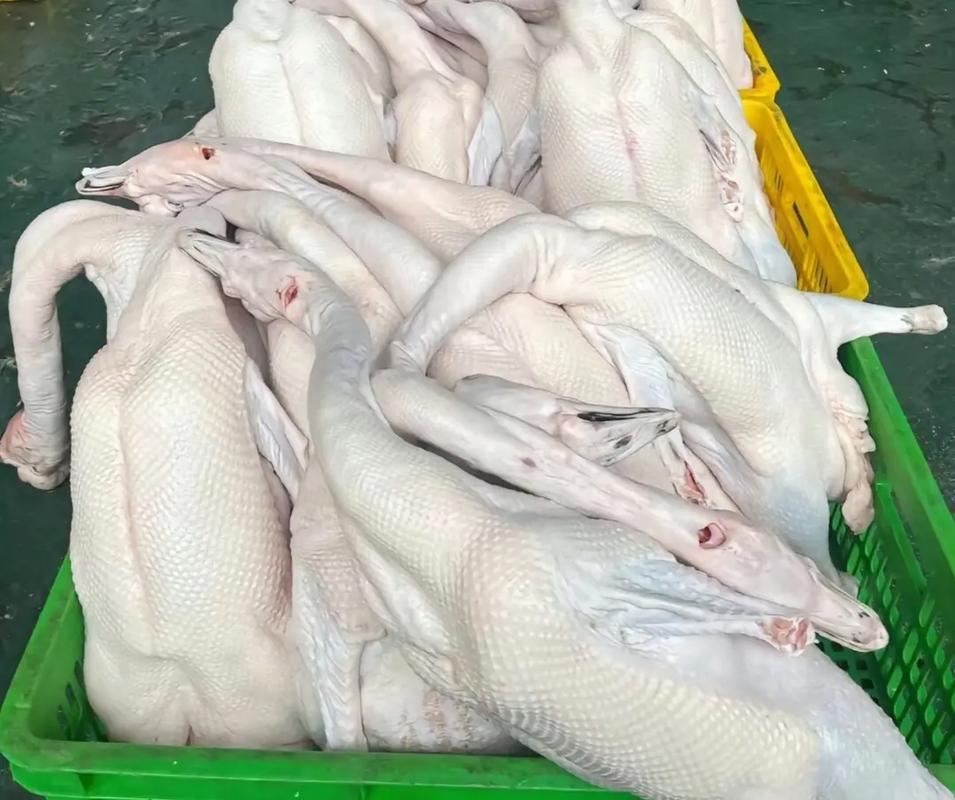 专注新鲜，直达餐桌 清远本地黑鬃鹅的生鲜配送专家