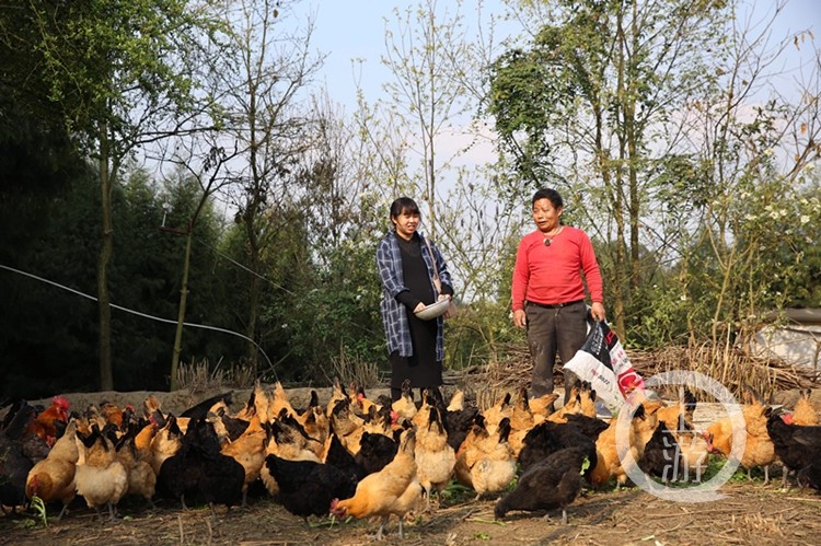 朱明丽的“扶贫经” 以家禽销售为引，让村民比富而不是比穷