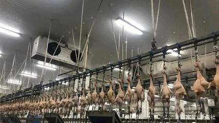 后疫情时代 中国或将迈入'生鲜家禽'消费新阶段