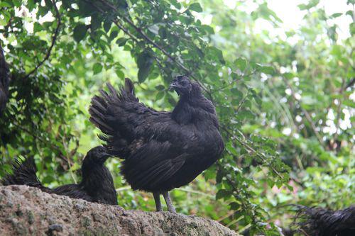 贵州多举措发展生态家禽产业 助力家禽销售提质增效