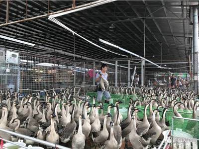 鹤山城区八大市场告别活禽交易，家禽销售迈入新时代