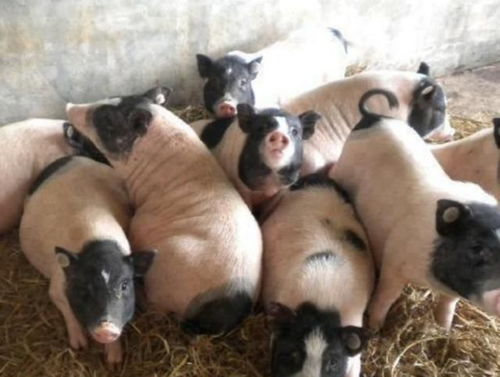 2021年家庭养殖新选择 香猪与肉鹅，年收入几何？