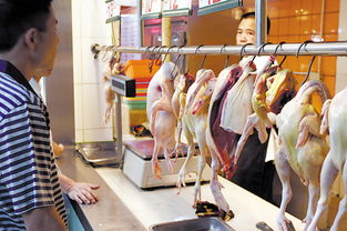 东莞主城区推行家禽“集中屠宰、冷链配送”，6月12日起实施