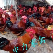 广汉中力家禽养殖有限责任公司 优质家禽产品供应商